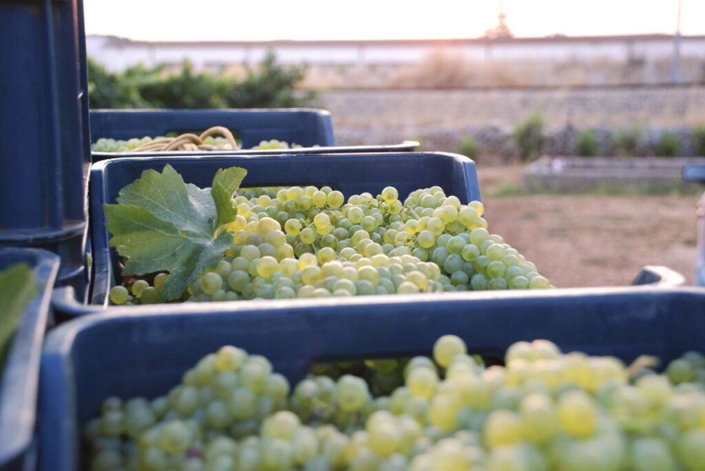 Vigneti Valle d'Itria