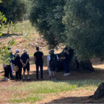 Corso di degustazione olio Ostuni con visita frantoio a Ostuni immerso tra gli ulivi