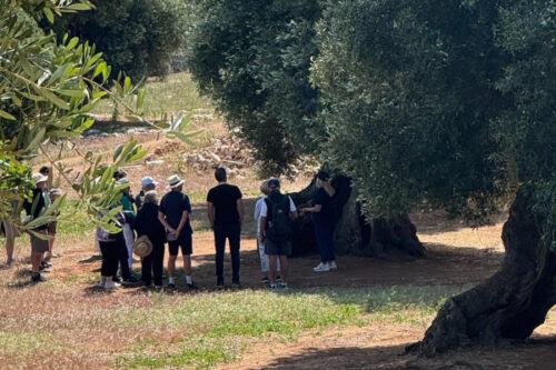 Grupo de personas disfrutando de un curso de cata cerca Ostuni, participando en una cata de aceite de oliva