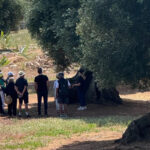 Visitors enjoying an olive oil tour near Ostuni, walking through ancient olive groves before starting an olive oil tasting class.
