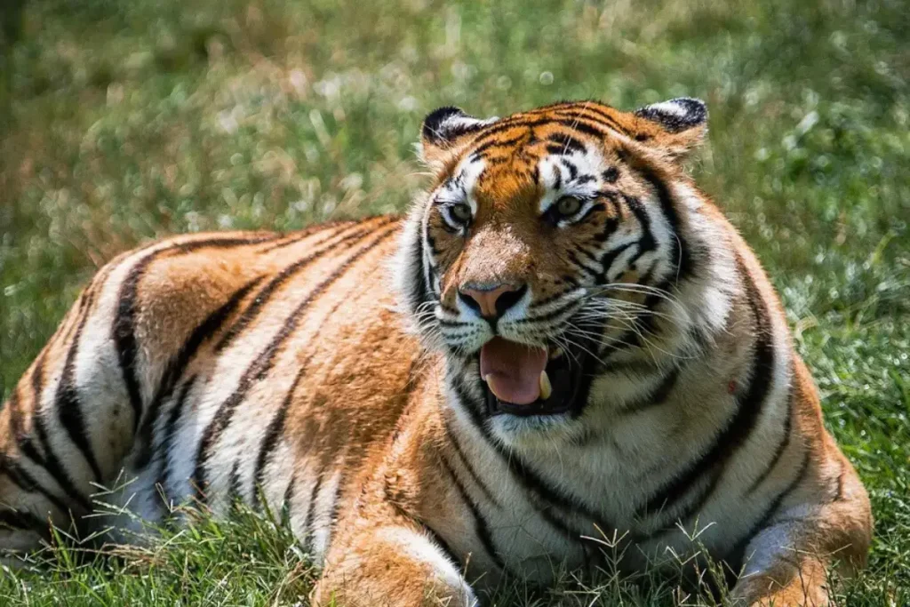 Zoo Safari di Fasano